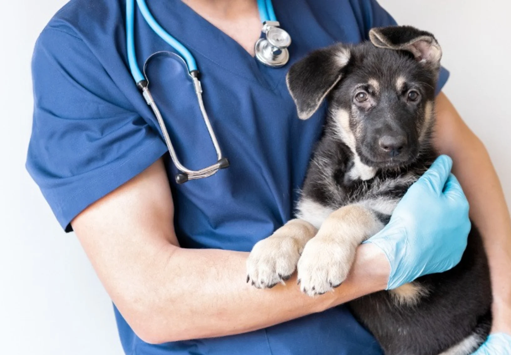 Veterinarian