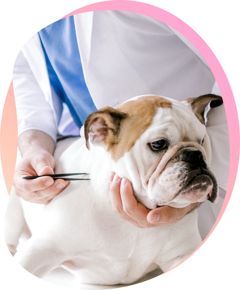 animal-hospital-near-me animal hospital near me