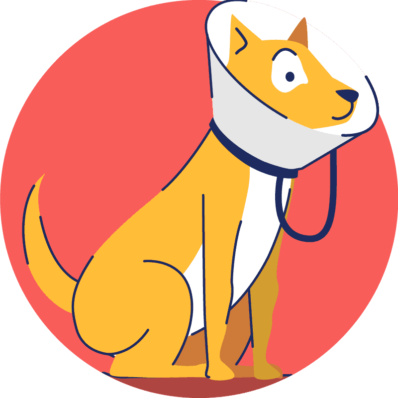 vets-for-pets-craigleith vets for pets craigleith