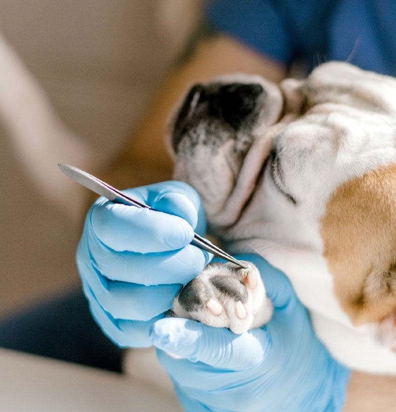 emergency-vet-edinburgh emergency vet edinburgh
